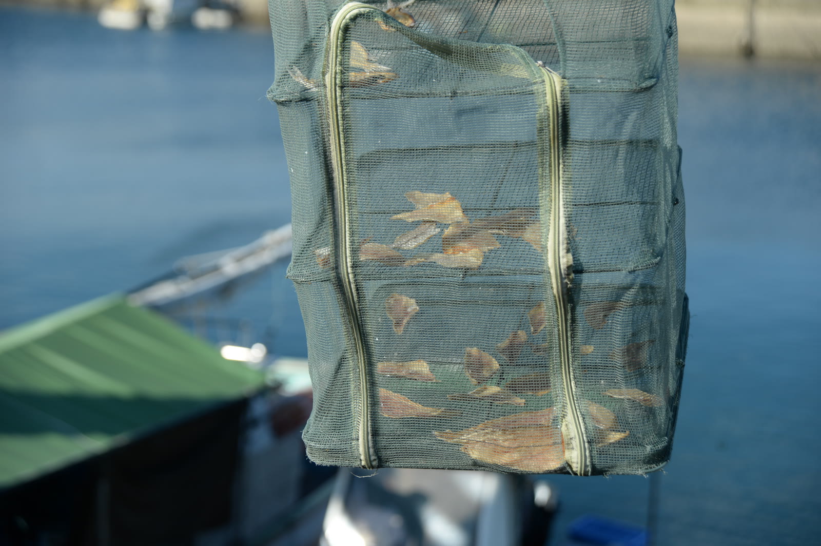 宮窪漁港の活魚いけす