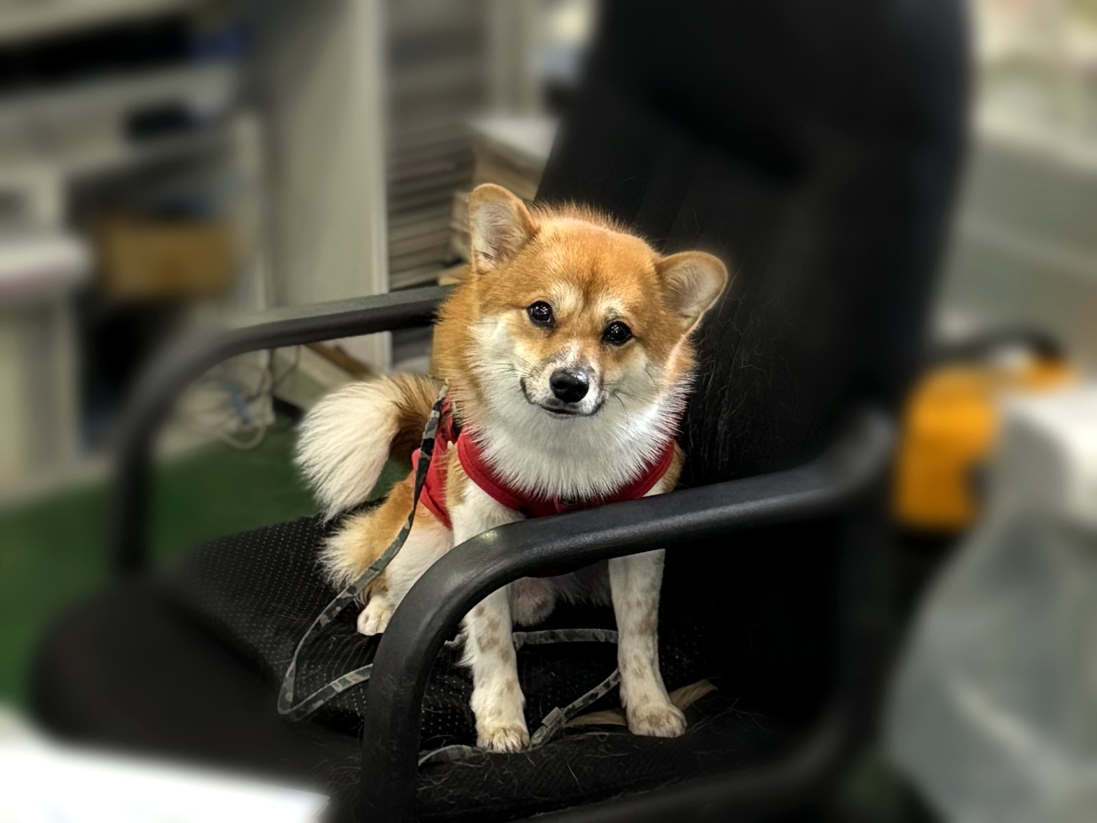 能島水軍で椅子に座って迎えてくれる犬