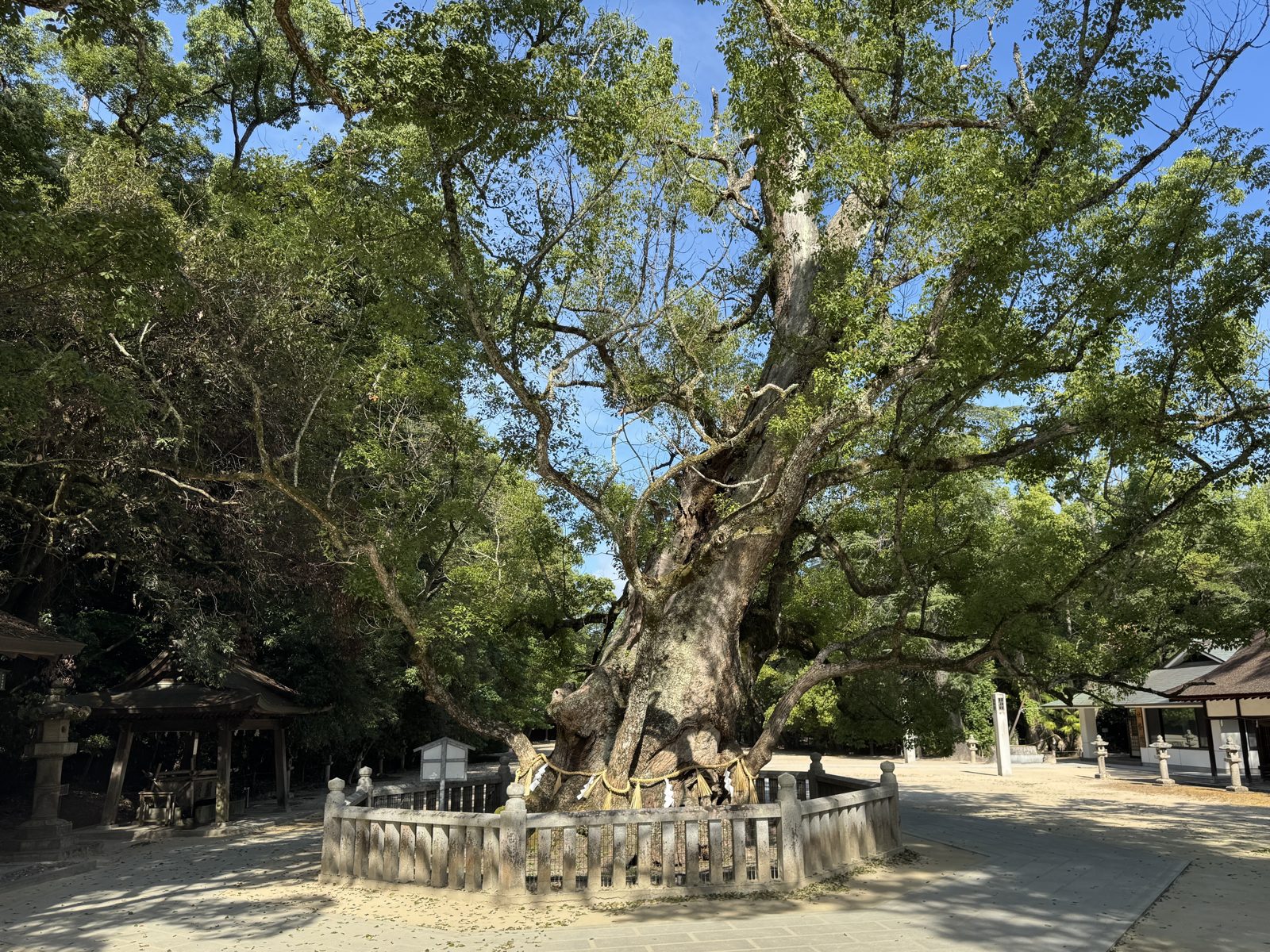 大山祇神社の大楠